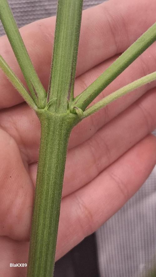 Auto | Dr. Zaius OG from V-Buds. Week 5