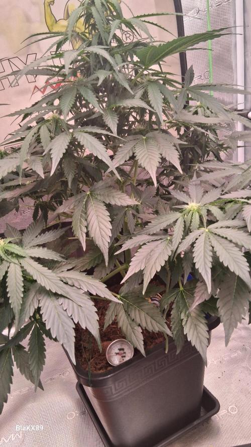 Super Strains Do-Si-Dos Auto & Hy-Pro. Week 5