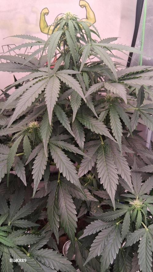 Super Strains Do-Si-Dos Auto & Hy-Pro. Week 5