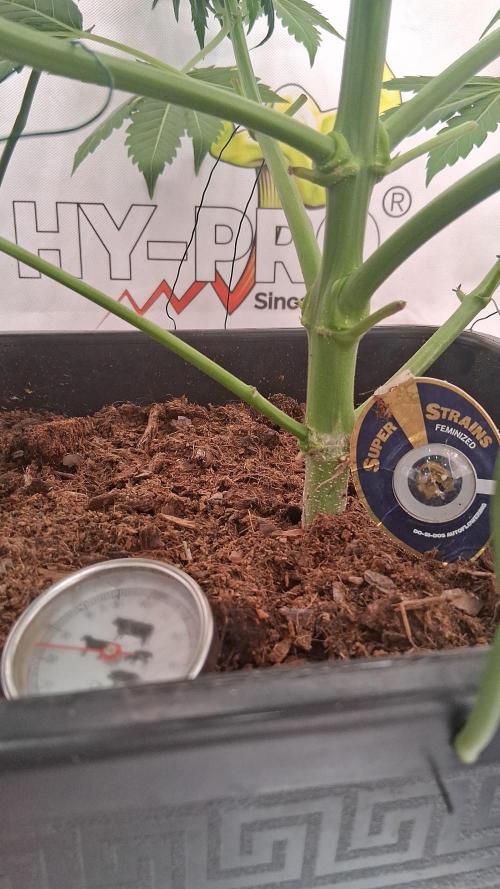 Super Strains Do-Si-Dos Auto & Hy-Pro. Week 5