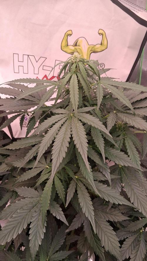 Super Strains Do-Si-Dos Auto & Hy-Pro. Week 5