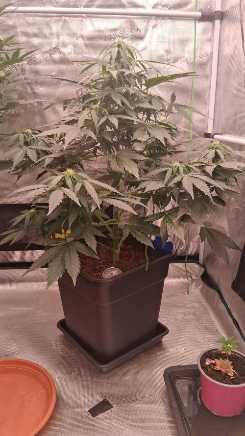 Super Strains Do-Si-Dos Auto & Hy-Pro. Week 5