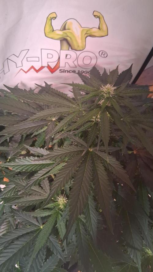 Super Strains Do-Si-Dos Auto & Hy-Pro. Week 5