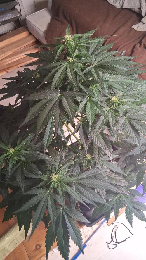 Super Strains Do-Si-Dos Auto & Hy-Pro. Week 5
