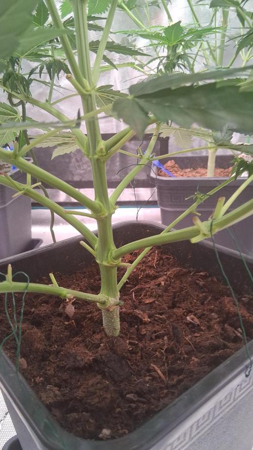 Super Strains Do-Si-Dos Auto & Hy-Pro. Week 5