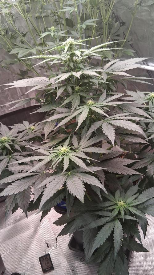 Super Strains Do-Si-Dos Auto & Hy-Pro. Week 5