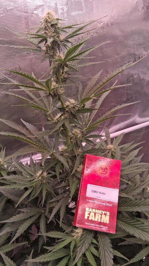 GMO Auto Barneys Farm. Week 5