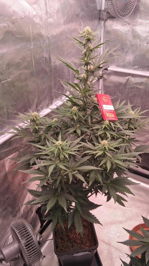 GMO Auto Barneys Farm. Week 5