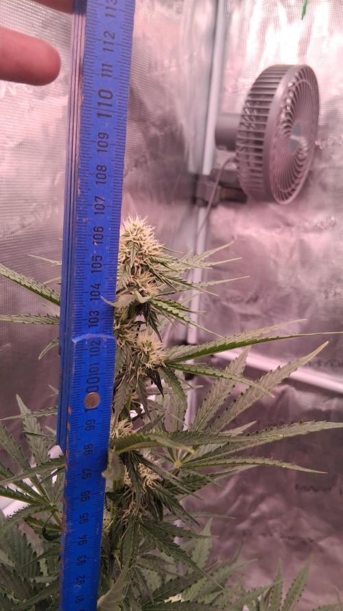 GMO Auto Barneys Farm. Week 5