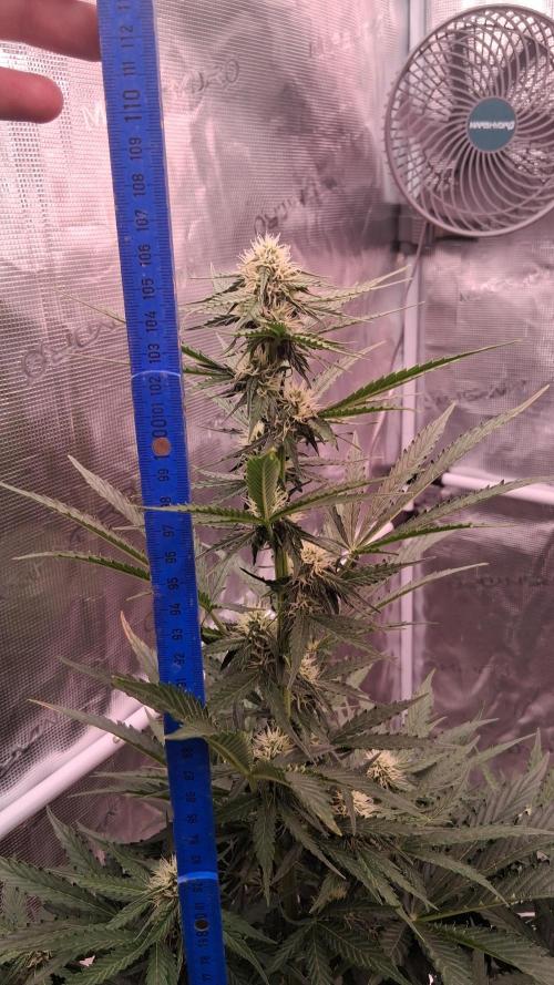 GMO Auto Barneys Farm. Week 5