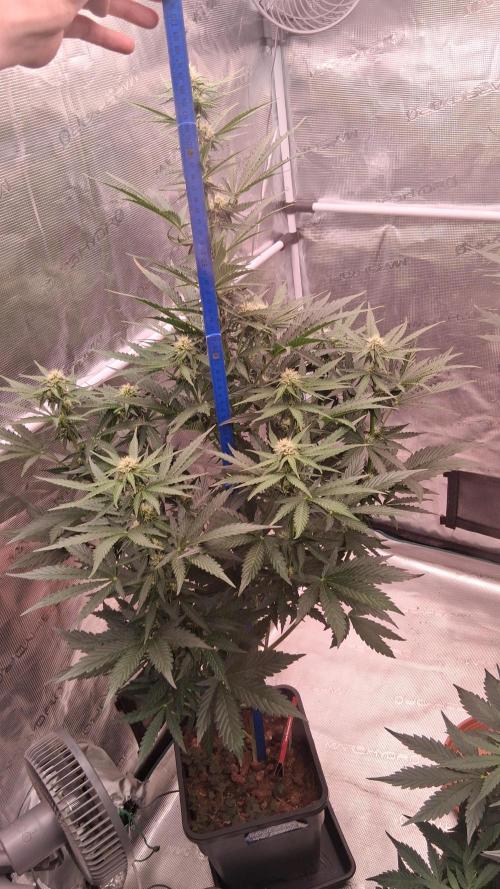 GMO Auto Barneys Farm. Week 5