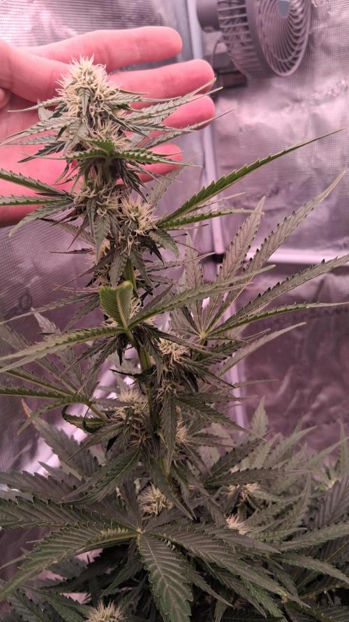 GMO Auto Barneys Farm. Week 5