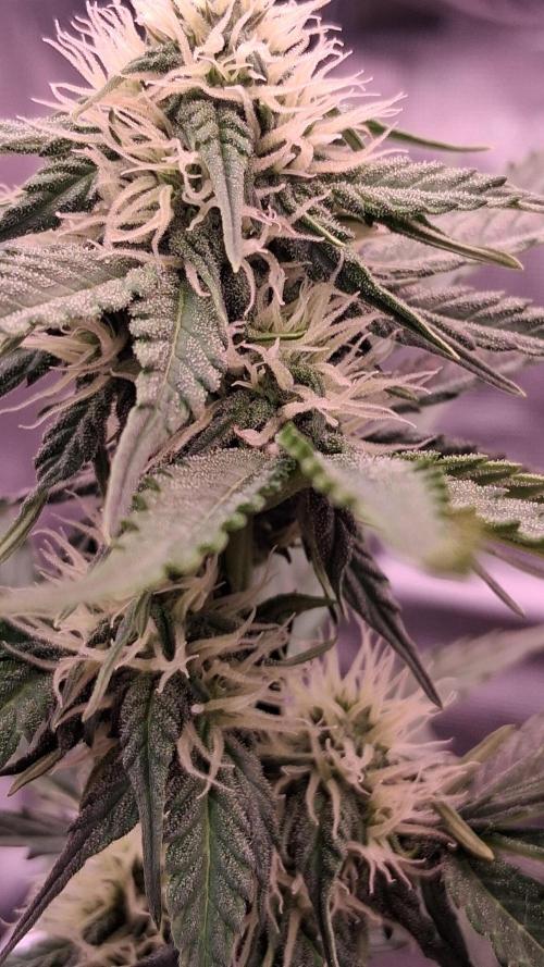 GMO Auto Barneys Farm. Week 5