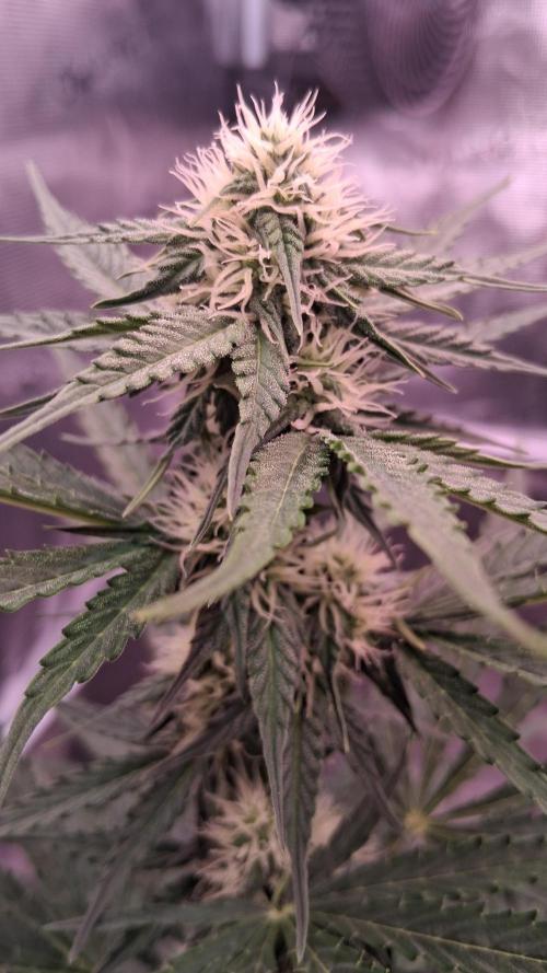 GMO Auto Barneys Farm. Week 5
