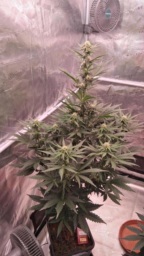GMO Auto Barneys Farm. Week 5