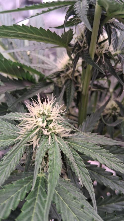 GMO Auto Barneys Farm. Week 5
