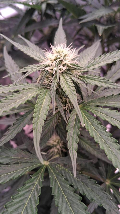 GMO Auto Barneys Farm. Week 5