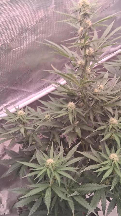 GMO Auto Barneys Farm