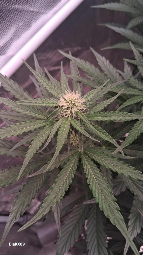 GMO Auto Barneys Farm. Week 5