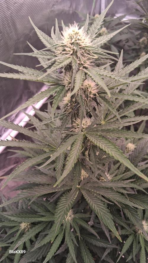 GMO Auto Barneys Farm. Week 5