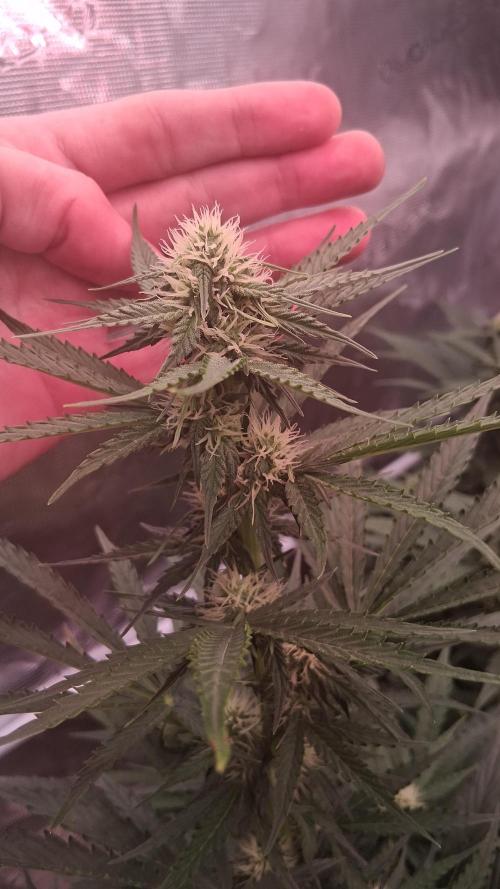 GMO Auto Barneys Farm. Week 5
