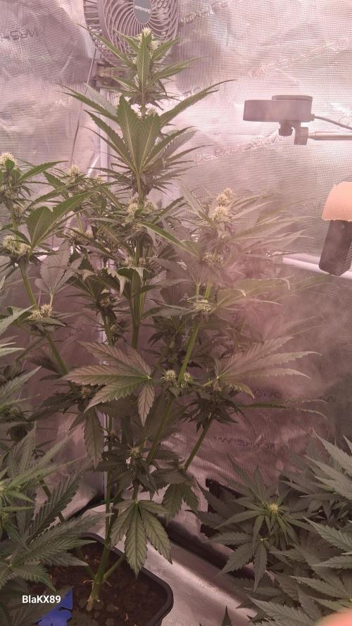 Banana Purple Punch Auto RF3 Fastbuds. Week 5