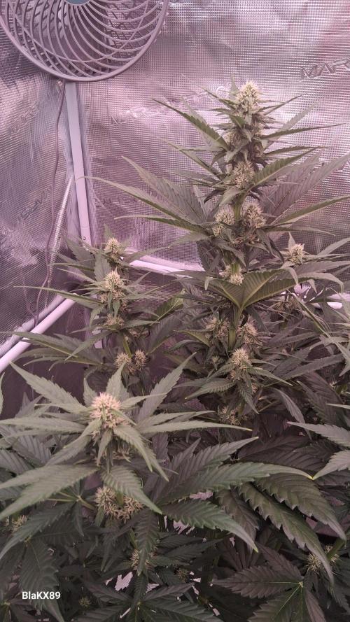 Banana Purple Punch Auto RF3 Fastbuds. Week 5