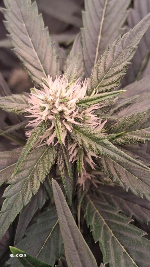 Banana Purple Punch Auto RF3 Fastbuds. Week 5