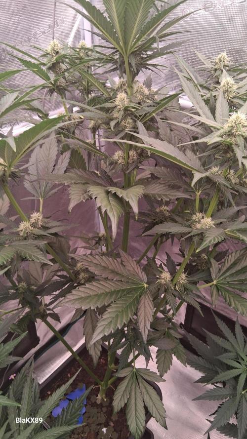 Banana Purple Punch Auto RF3 Fastbuds. Week 5