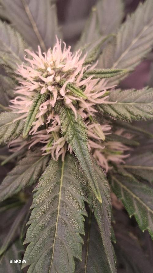 Banana Purple Punch Auto RF3 Fastbuds. Week 5