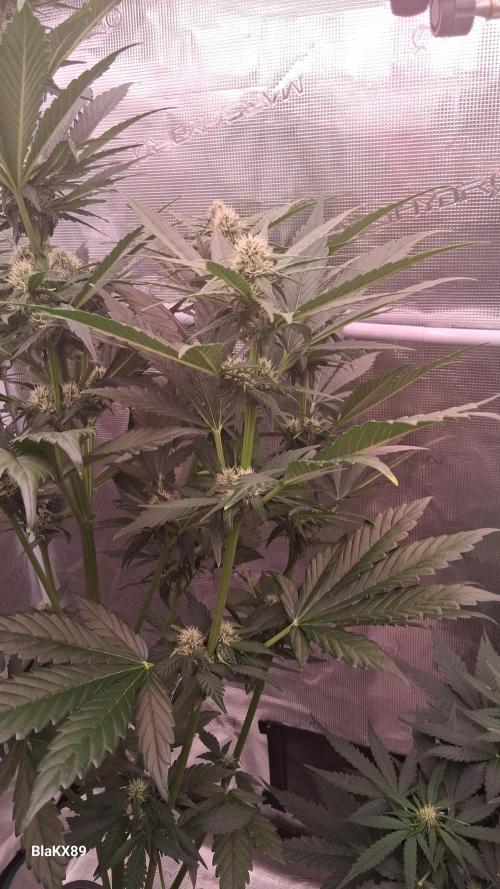 Banana Purple Punch Auto RF3 Fastbuds. Week 5