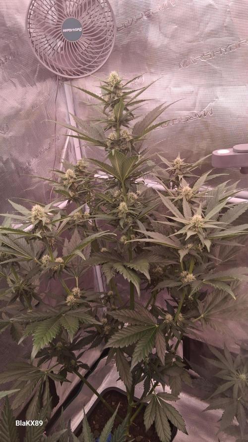 Banana Purple Punch Auto RF3 Fastbuds. Week 5