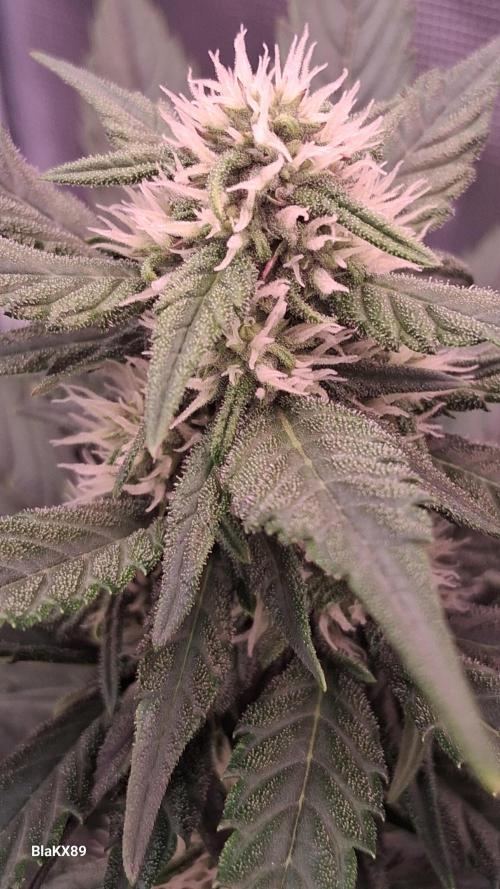 Banana Purple Punch Auto RF3 Fastbuds. Week 5