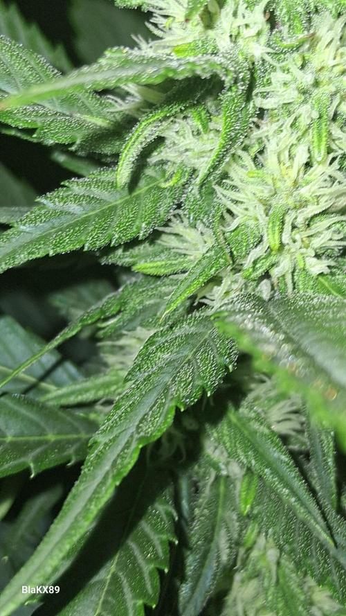 Banana Purple Punch Auto RF3 Fastbuds. Week 5