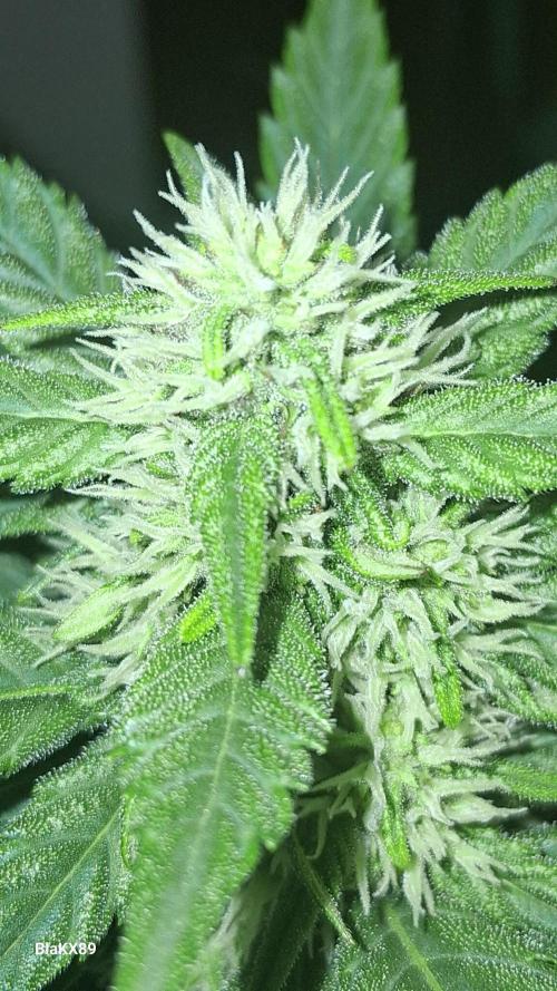 Banana Purple Punch Auto RF3 Fastbuds. Week 5