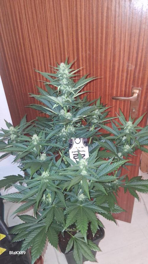 Banana Purple Punch Auto RF3 Fastbuds. Week 5