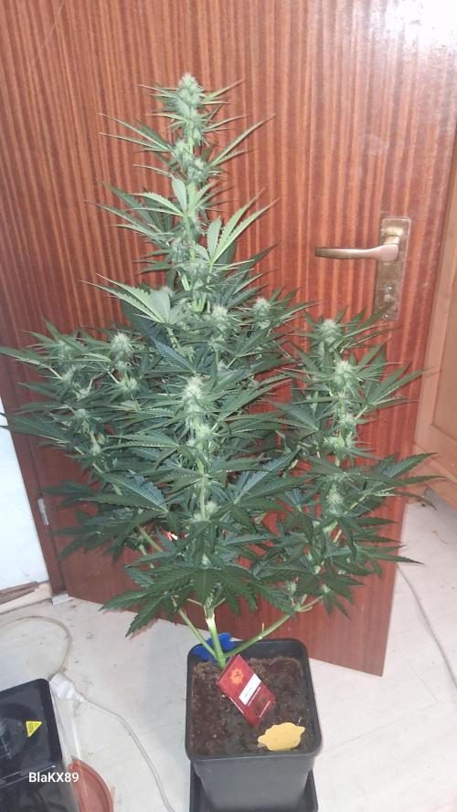 Banana Purple Punch Auto RF3 Fastbuds. Week 5