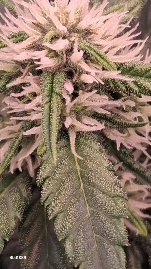 Banana Purple Punch Auto RF3 Fastbuds. Week 5
