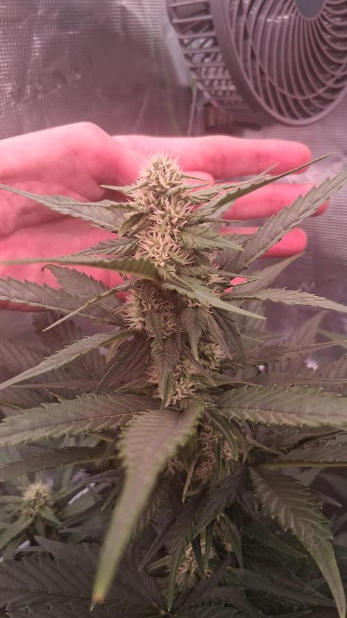Banana Purple Punch Auto RF3 Fastbuds. Week 5