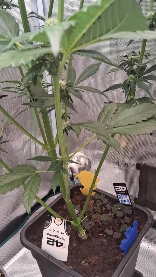 Banana Purple Punch Auto RF3 Fastbuds
