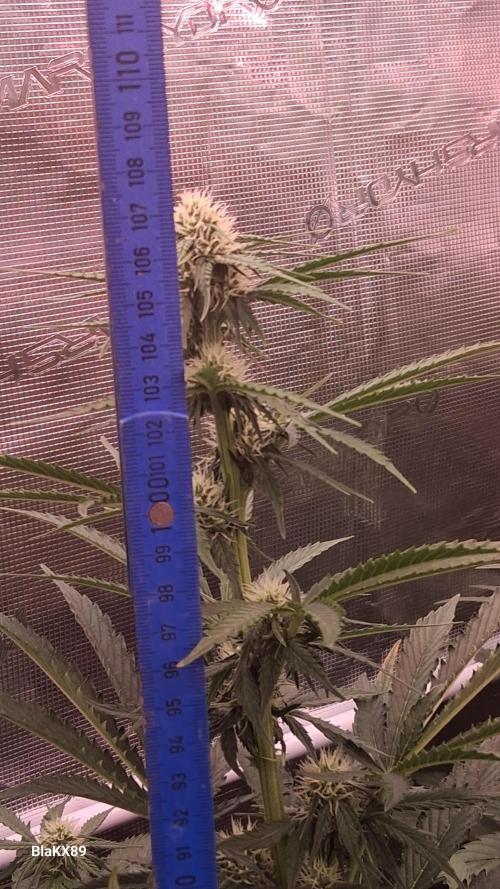Banana Purple Punch Auto RF3 Fastbuds. Week 5