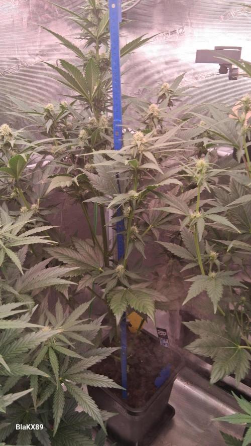 Banana Purple Punch Auto RF3 Fastbuds. Week 5