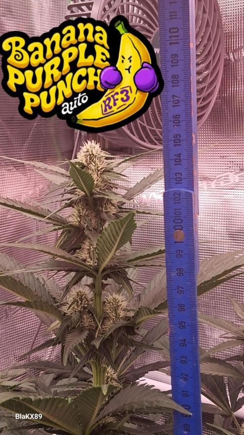 Banana Purple Punch Auto RF3 Fastbuds. Week 5