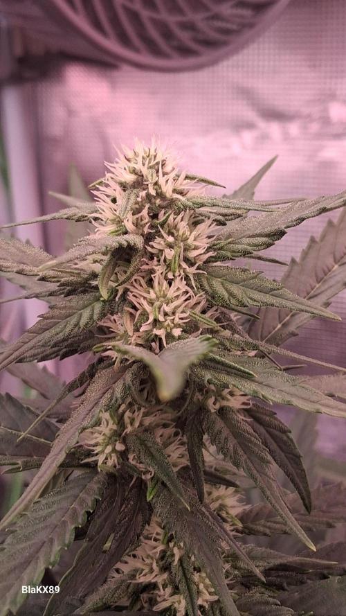 Banana Purple Punch Auto RF3 Fastbuds. Week 5