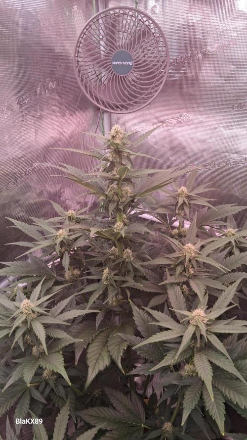 Banana Purple Punch Auto RF3 Fastbuds. Week 5
