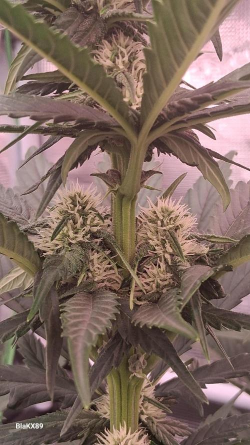 Banana Purple Punch Auto RF3 Fastbuds. Week 5