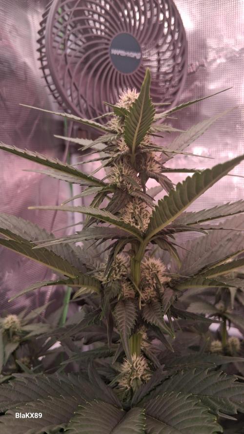 Banana Purple Punch Auto RF3 Fastbuds. Week 5