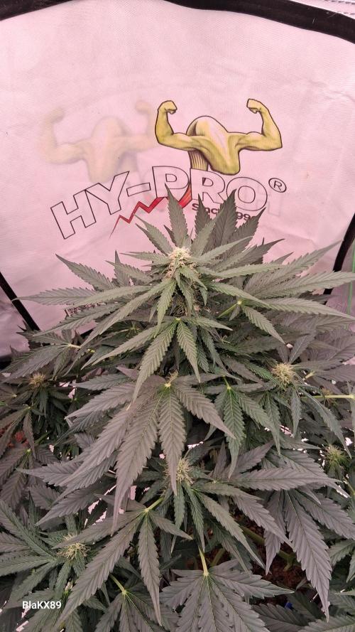 Super Strains Do-Si-Dos Auto & Hy-Pro. Week 6