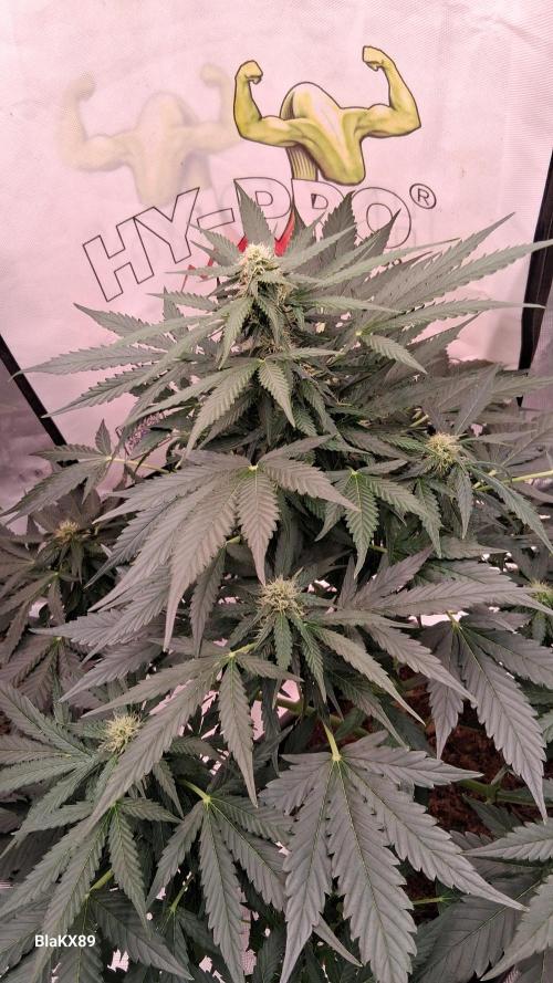 Super Strains Do-Si-Dos Auto & Hy-Pro. Week 6