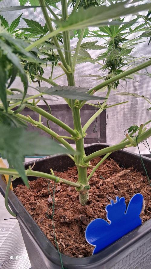 Super Strains Do-Si-Dos Auto & Hy-Pro. Week 6